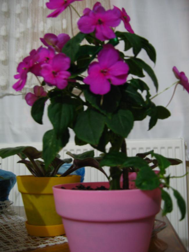 Name:  IMG_0002.jpg
Views: 3297
Size:  51.4 KB
