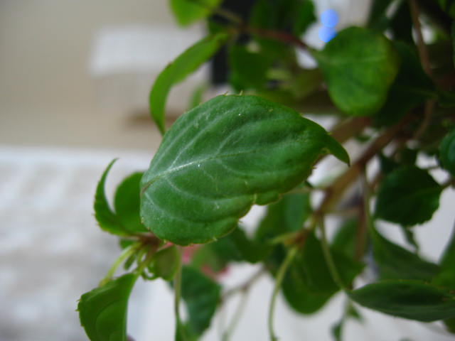 Name:  IMG_0008.JPG
Views: 3470
Size:  39.1 KB