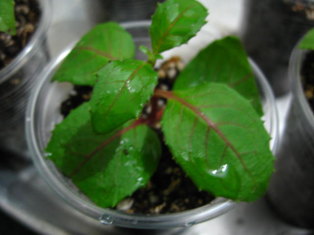Name:  kpeli_elik (2).JPG
Views: 2277
Size:  42.2 KB