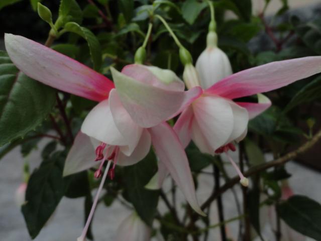 Name:  DSC01763.jpg
Views: 1565
Size:  29.6 KB