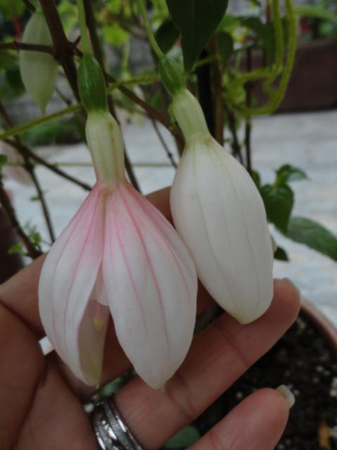 Name:  DSC01761.jpg
Views: 1469
Size:  28.2 KB