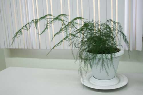 Name:  tul.jpg
Views: 5656
Size:  15.0 KB