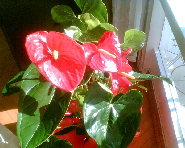 Name:  2007001.jpg
Views: 4187
Size:  50.3 KB