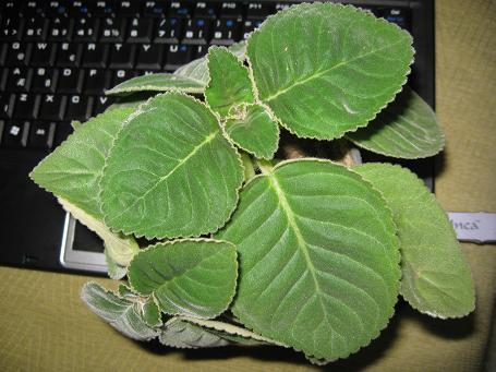 Name:  Resim 007.jpg
Views: 1886
Size:  39.7 KB