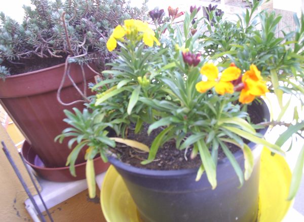 Name:  PIC_0020.JPG
Views: 1488
Size:  55.5 KB