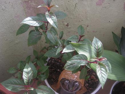 Name:  kpe.JPG
Views: 3668
Size:  40.5 KB