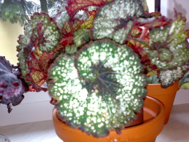 Name:  14042012061.jpg
Views: 1698
Size:  53.8 KB