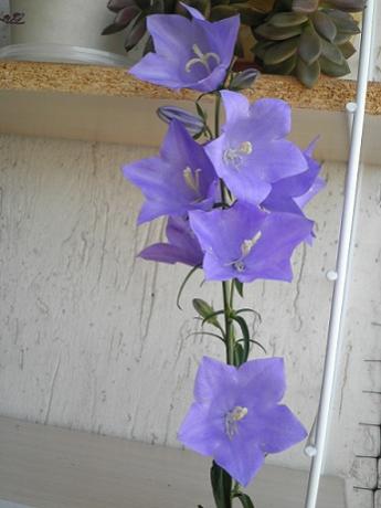 Name:  P4170260.jpg
Views: 1706
Size:  21.9 KB