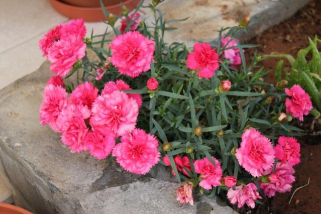 Name:  IMG_1140.jpg
Views: 8974
Size:  49.6 KB