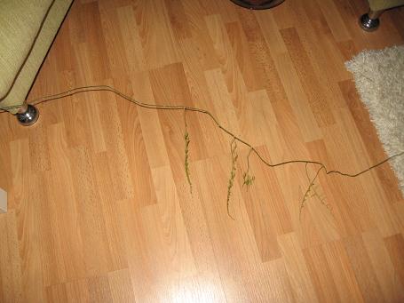 Name:  tl3.JPG
Views: 4850
Size:  27.0 KB