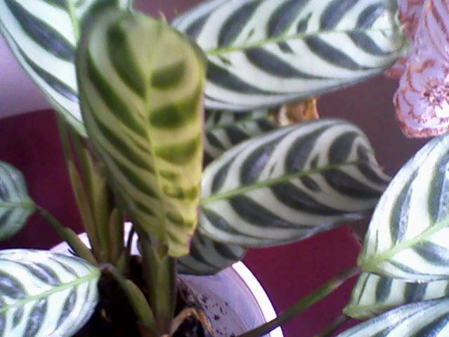 Name:  Fotoraf-0007.jpg
Views: 4110
Size:  42.8 KB