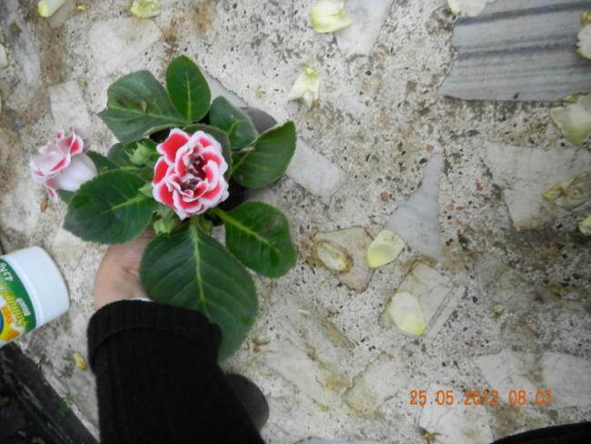 Name:  DSCN1216.jpg
Views: 3745
Size:  50.9 KB
