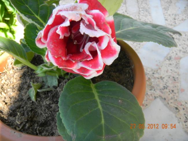Name:  DSCN1239.jpg
Views: 3871
Size:  46.3 KB
