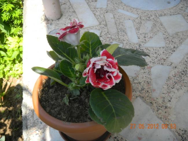 Name:  DSCN1238.jpg
Views: 3876
Size:  49.0 KB