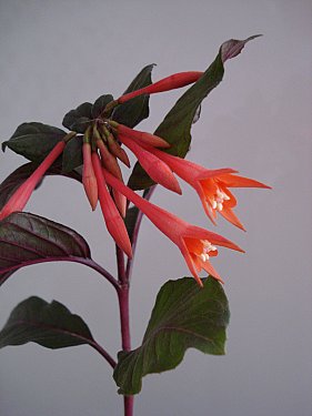 Name:  DSC06788.jpg
Views: 1813
Size:  18.9 KB