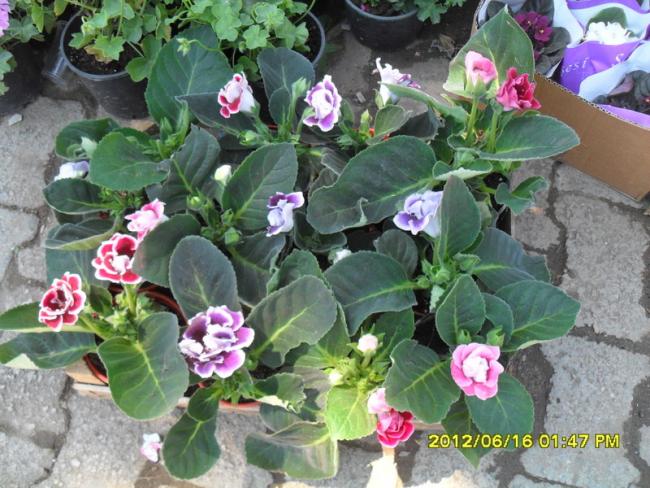 Name:  071.jpg
Views: 3910
Size:  65.4 KB