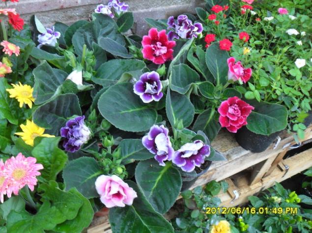 Name:  074.jpg
Views: 4178
Size:  70.7 KB