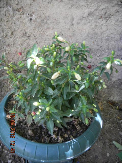 Name:  DSCN1446.jpg
Views: 2177
Size:  56.0 KB