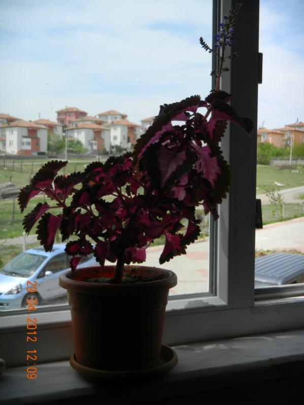 Name:  DSCN0811.jpg
Views: 4194
Size:  47.2 KB