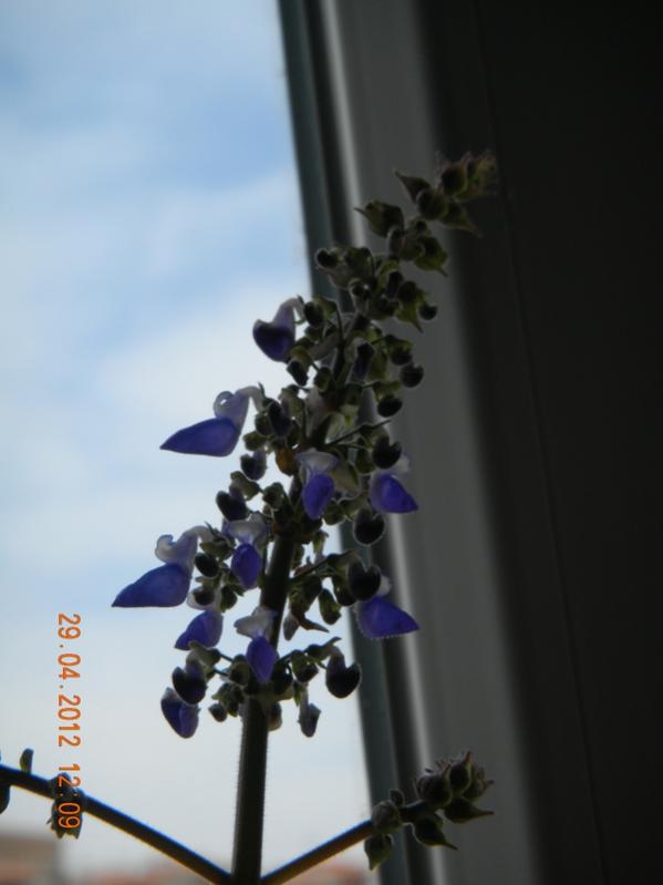 Name:  DSCN0812.jpg
Views: 3942
Size:  32.9 KB