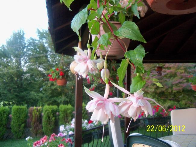 Name:  100_6527.jpg
Views: 2081
Size:  52.3 KB