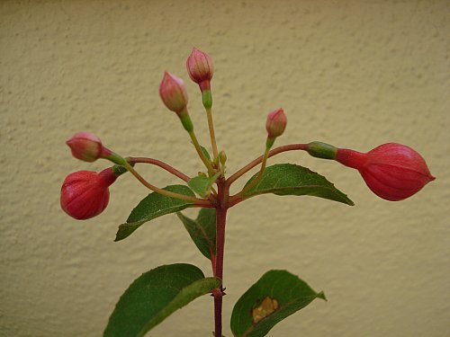 Name:  DSC07088.jpg
Views: 1747
Size:  29.4 KB