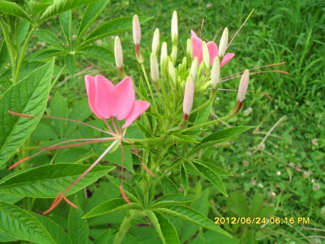 Name:  193.jpg
Views: 3131
Size:  58.1 KB