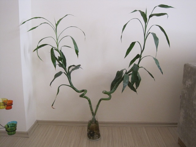 Name:  IMG_4841.JPG
Views: 6128
Size:  68.9 KB