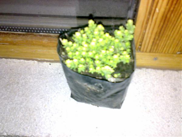 Name:  110320081582.jpg
Views: 30826
Size:  33.7 KB