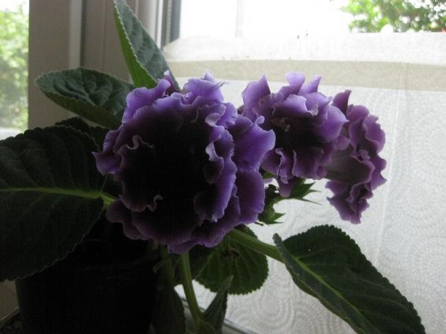 Name:  IMG_6228.jpg
Views: 3392
Size:  34.2 KB
