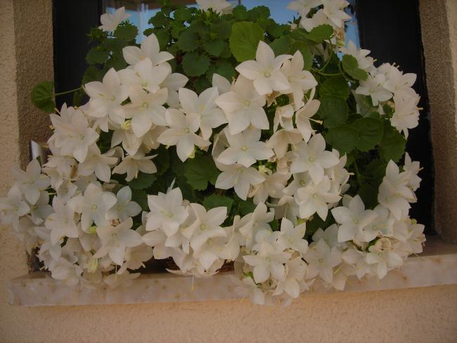 Name:  DSCN7813.jpg
Views: 3378
Size:  45.4 KB