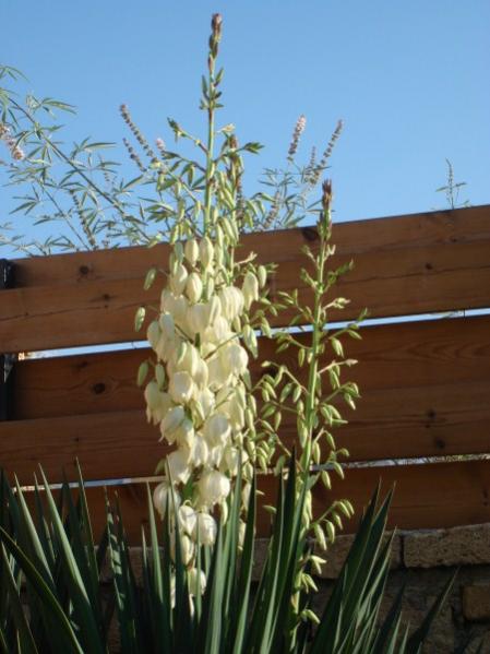 Name:  yucca closeup.jpg
Views: 6809
Size:  40.5 KB