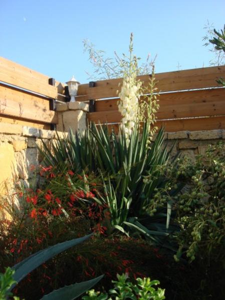 Name:  yucca.jpg
Views: 5794
Size:  45.6 KB