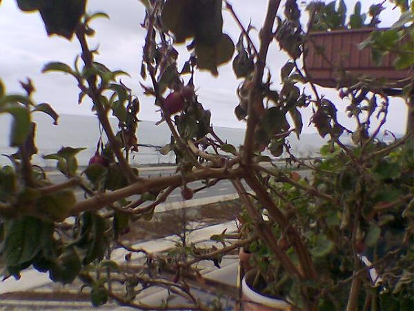 Name:  Grnt015.jpg
Views: 3897
Size:  52.6 KB