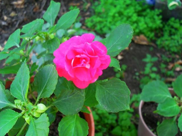 Name:  C03.jpg
Views: 2872
Size:  42.8 KB