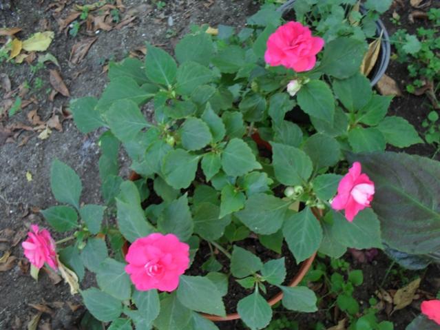 Name:  C04.jpg
Views: 2871
Size:  52.6 KB