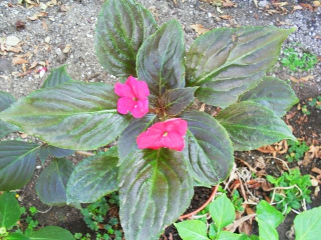 Name:  C05.jpg
Views: 2807
Size:  61.3 KB