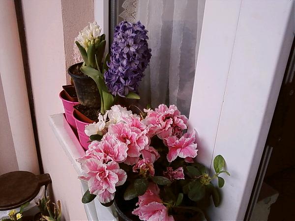 Name:  Resimler 007.jpg
Views: 3200
Size:  43.4 KB
