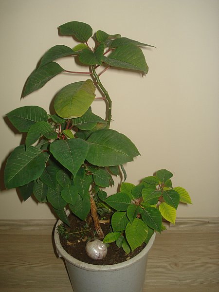 Name:  DSC08526.jpg
Views: 6740
Size:  46.3 KB