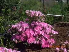 Name:  aelya 3bluecrop.jpg
Views: 3178
Size:  66.7 KB