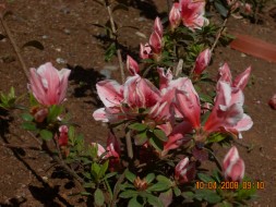 Name:  aelya 7bluecrop.jpg
Views: 3204
Size:  66.0 KB