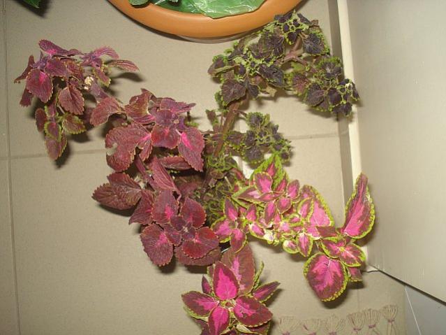 Name:  DSC09213.jpg
Views: 2484
Size:  49.0 KB