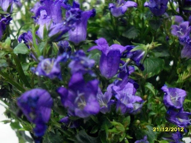 Name:  016.jpg
Views: 2783
Size:  50.4 KB