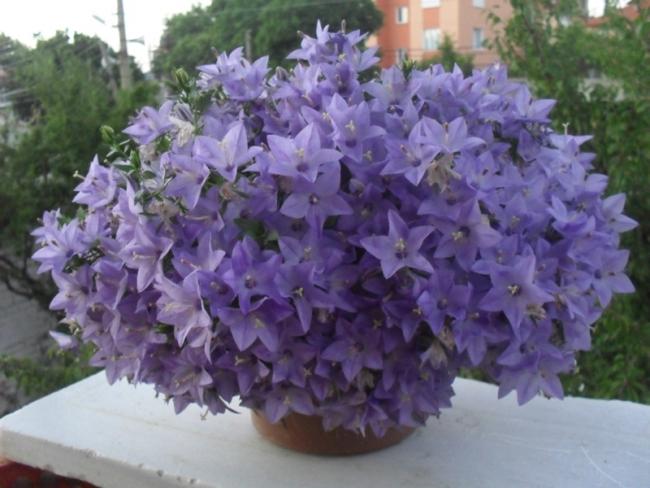 Name:  MV01.jpg
Views: 3898
Size:  45.2 KB