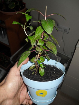 Name:  SDC16460.JPG
Views: 2081
Size:  68.9 KB