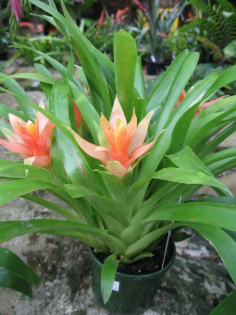 Name:  succulent and bromeliads 044.jpg
Views: 8738
Size:  57.1 KB
