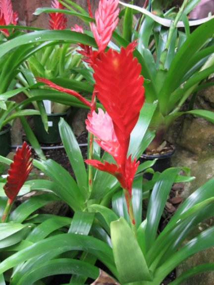 Name:  succulent and bromeliads 046.jpg
Views: 7813
Size:  57.8 KB