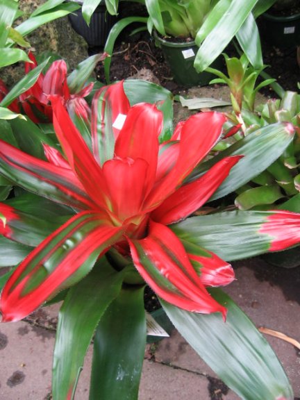 Name:  succulent and bromeliads 047.jpg
Views: 6433
Size:  58.9 KB