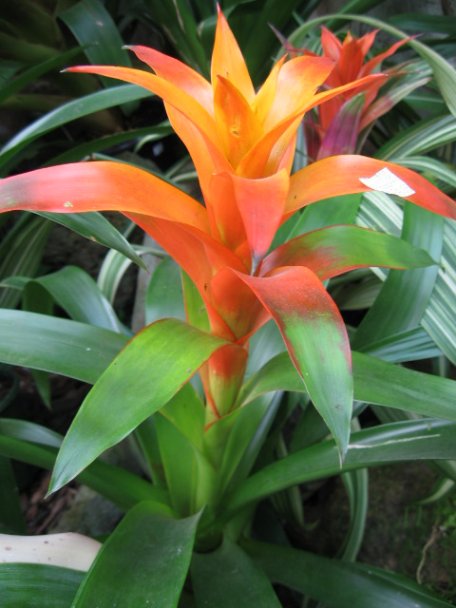 Name:  succulent and bromeliads 048.jpg
Views: 7936
Size:  49.9 KB