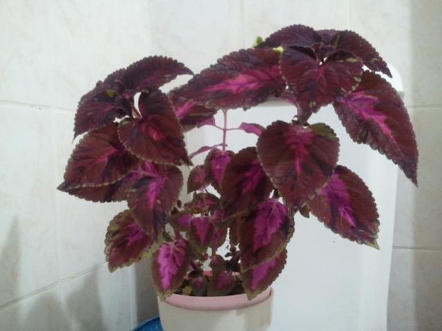 Name:  20130115_221108.jpg
Views: 1383
Size:  32.1 KB